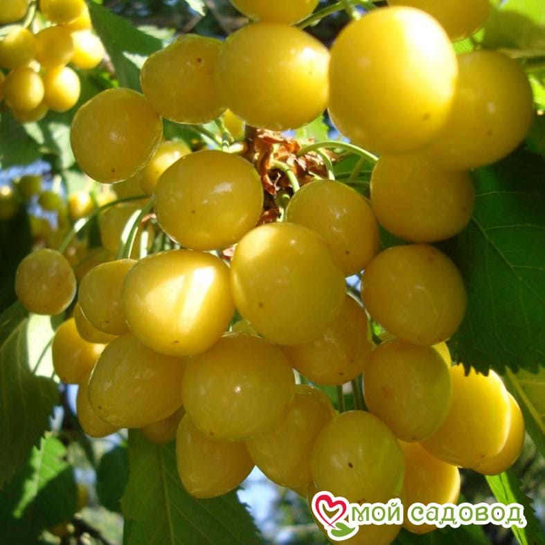 Черешня Дачница