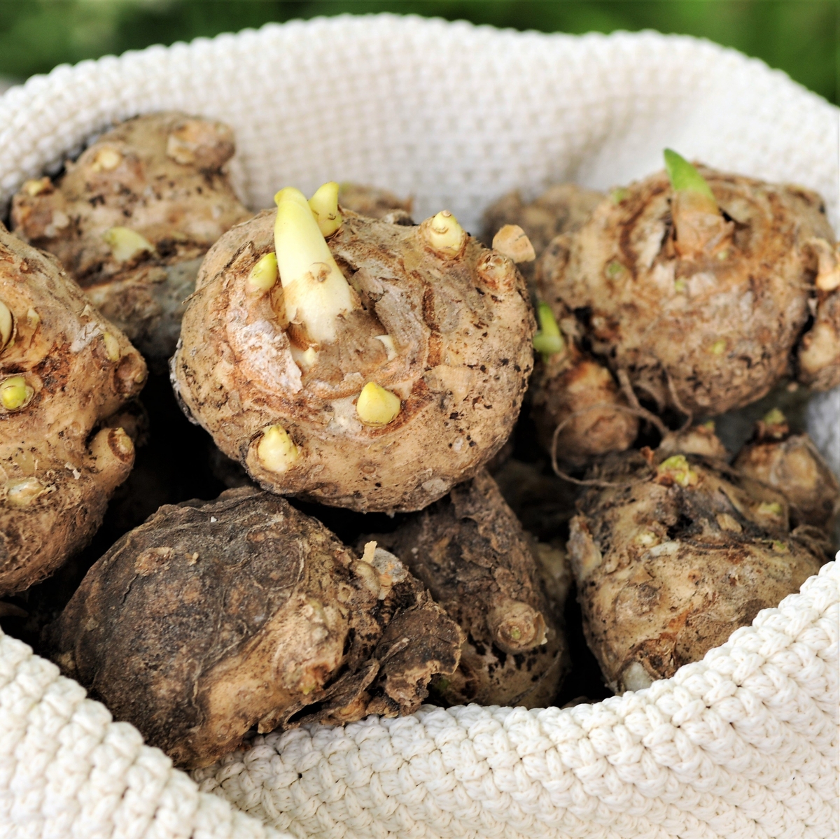 Калла, микс