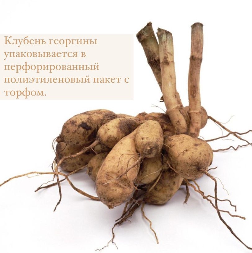 Георгина Богемиан Спартакус