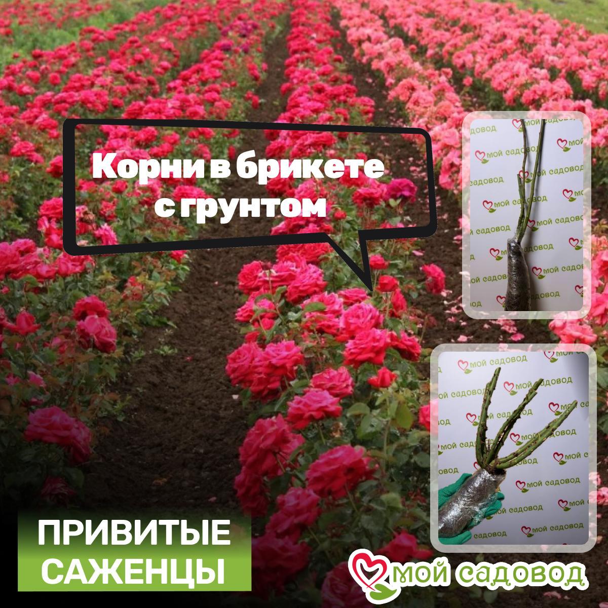 Роза Изумрудная Симфония