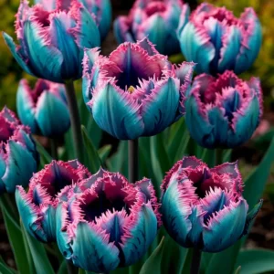 Тюльпан Перл Принцесс